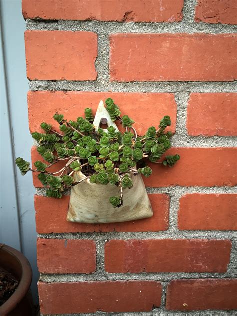 I made a ceramic hanging planter : r/succulents