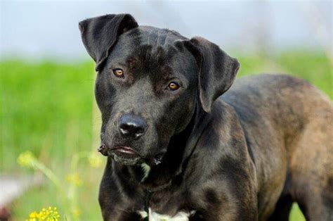 American Bulldog Lab Mix Breed Information, Characteristics, and Facts ...