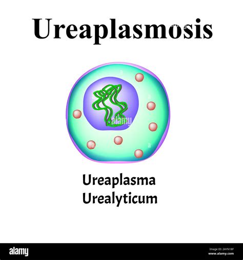 Ureaplasma urealyticum bacteria Cut Out Stock Images & Pictures - Alamy