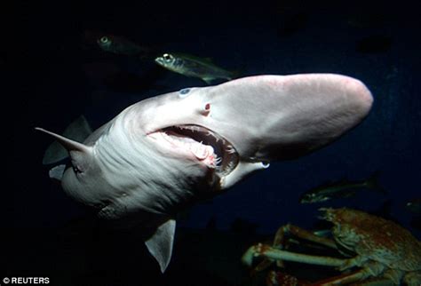 New NINJA lanternshark fish spotted off the coast of Central America | Daily Mail Online