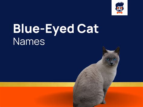 680+ Blue-Eyed Cat Names for your Exquisite Felines