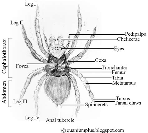 Arachnida Anatomy