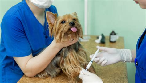 Board-Certified Veterinary Nutritionist – Top Dog Tips