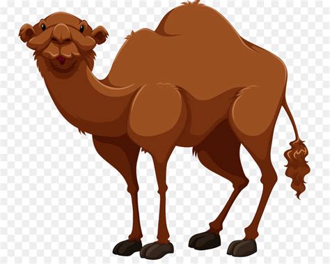 Camel Cartoon Drawing at GetDrawings | Free download