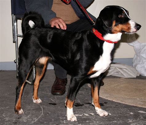 Musings of a Biologist and Dog Lover: Unusual Breed: Appenzeller Sennenhund