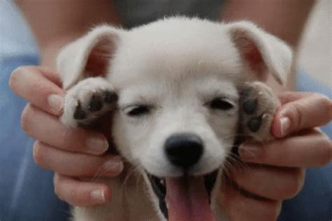 Puppy Love GIF - Puppy Love - Discover & Share GIFs