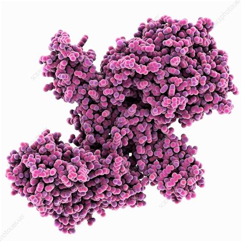 Botulinum toxin A, molecular model - Stock Image - C013/9620 - Science Photo Library