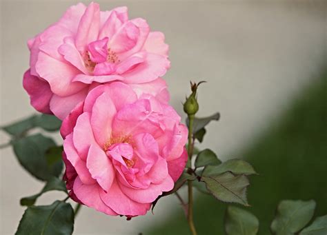 Heck Roses Pink Corymbifera Bush - Free photo on Pixabay