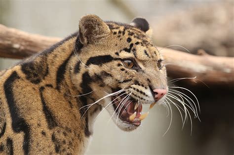 Papeis de parede Leopardo Canino (dente) clouded leopard Focinho ...