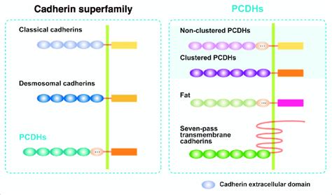 Classification of cadherin superfamily including PCDHs. All cadherin... | Download Scientific ...