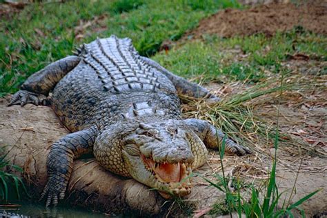 Buaya Air Asin: Reptil Tertua dan Terbesar di Dunia