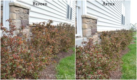 Pruning Knockout Roses | Whats Ur Home Story