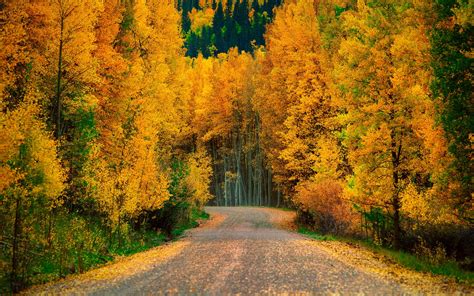 autumn, Fall, Landscape, Nature, Tree, Forest, Leaf, Leaves, Path ...