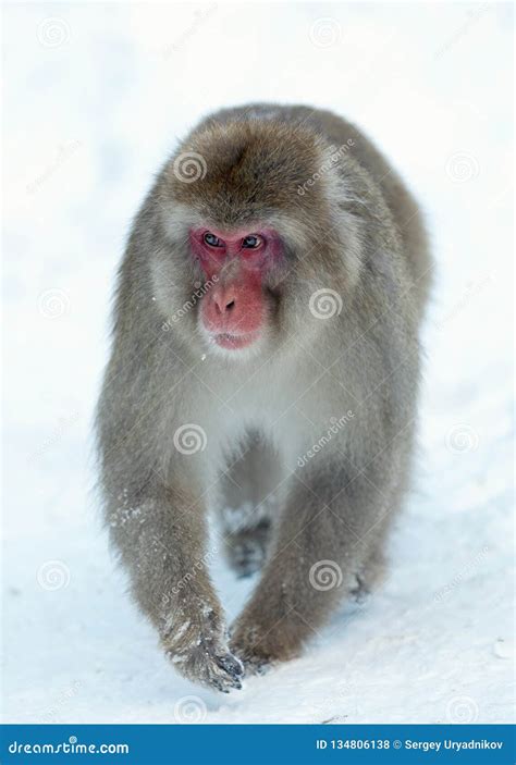 The Japanese Macaque. Winter Season. Natural Habitat Stock Photo - Image of macaque, season ...