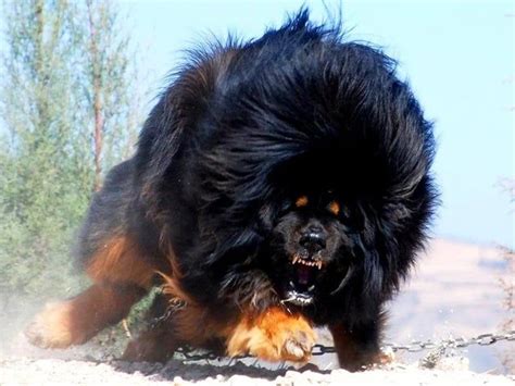 a large black and brown dog running in the dirt