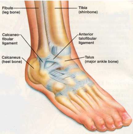 Division One: The Mitosis of Science & Sport: Ankle Injuries