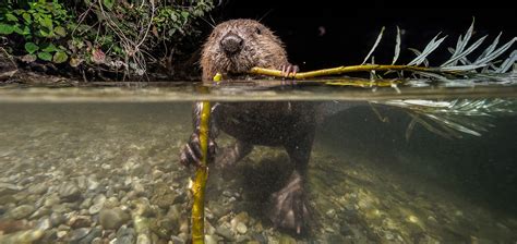 Beavers: How Nature’s Engineers Are Making a Comeback