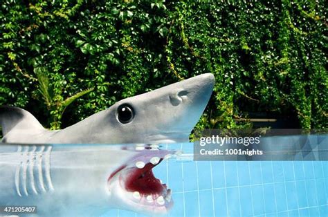 247 Shark Sculpture Stock Photos, High-Res Pictures, and Images - Getty ...