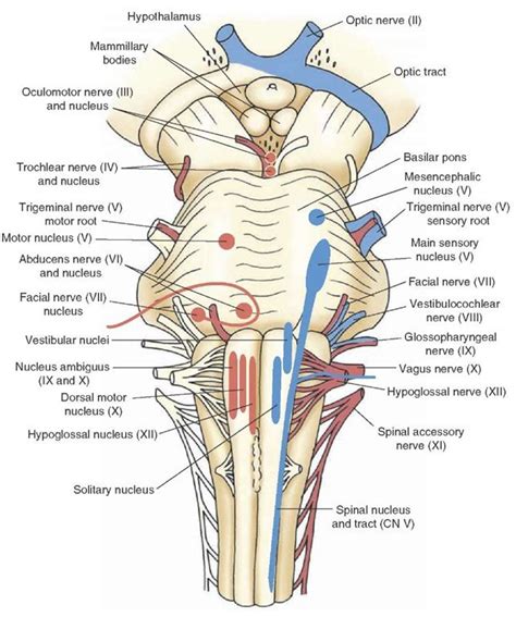 The Cranial Nerves (Organization of the Central Nervous System) Part 1 ...