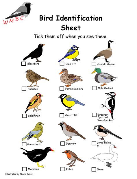 Lady Bird Identification Chart