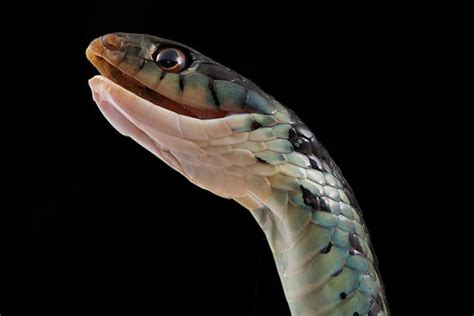 Juvenile Coluber constrictor, blacksnake | August 9, 2012. C… | Flickr