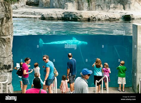 Beluga whale, Mystic Aquarium, Connecticut, USA Stock Photo - Alamy