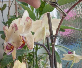 How to get an orchid to rebloom: expert tips for healthy growth | Homes ...