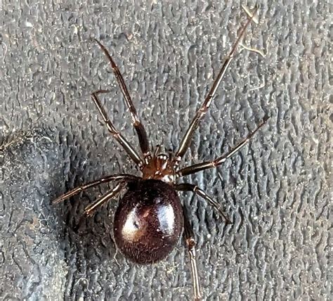 False Black Widow Spider | Alderney Bird Observatory