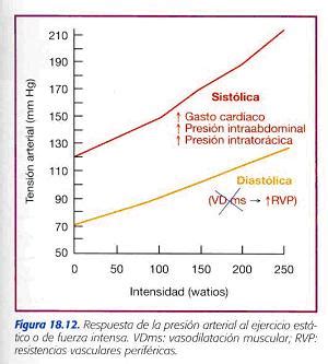 Presion arterial durante el ejercicio – Dietas de nutricion y alimentos