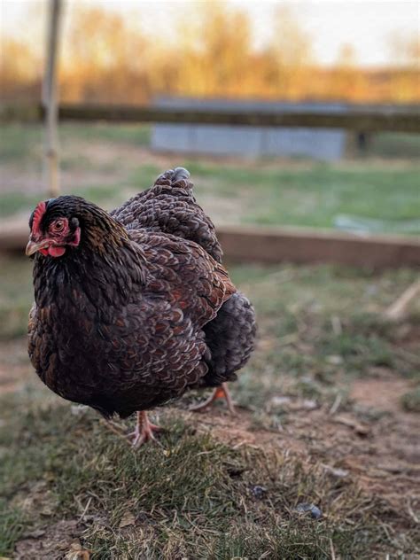 Heritage Breed Chickens and Why We Love Them