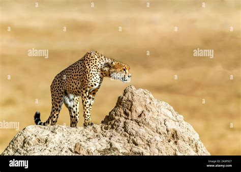 Cheetah Hunting in Masai Mara National Park, Kenya Stock Photo - Alamy