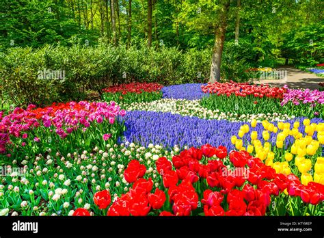 Tulip foliage hi-res stock photography and images - Alamy