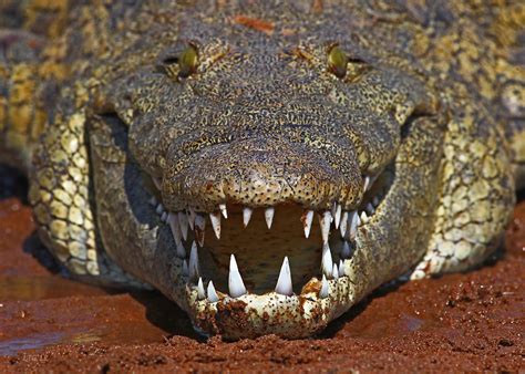 Crocodile Teeth | A nice looking, good sized (a little over … | Flickr