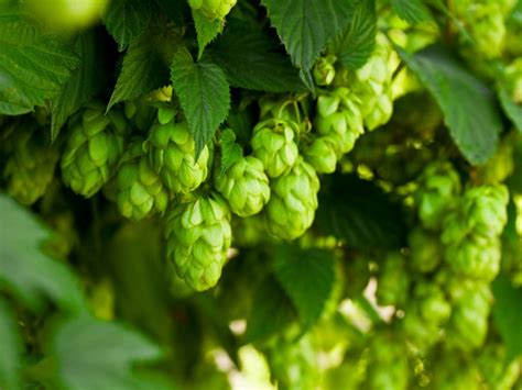 Types Of Hops Plants - Learn About Hops Varieties And Their Uses