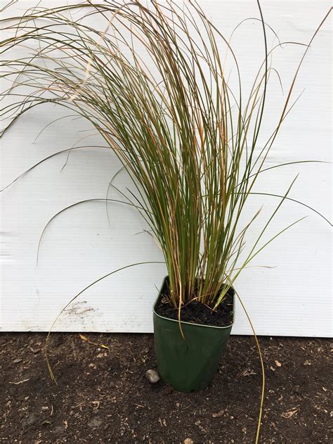 Carex Testacea Christchurch, NZ - (New Zealand Hair Sedge) | plantz.co.nz