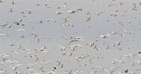 Spring bird migration underway across the state