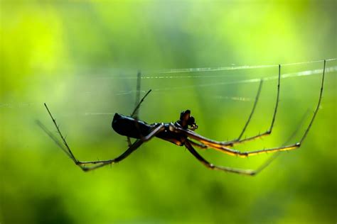 5 Most Poisonous Spiders in California - Insight Pest Management™