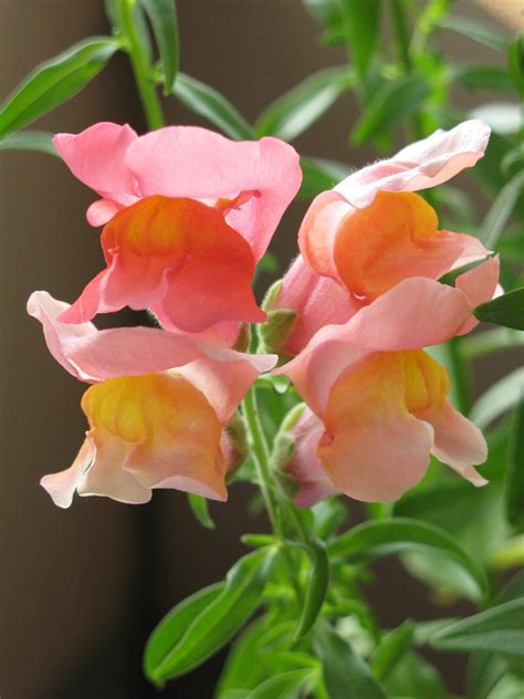 Antirrhinum majus Antirrhinum, Rose, Flowers, Plants, Mouths, Pink ...