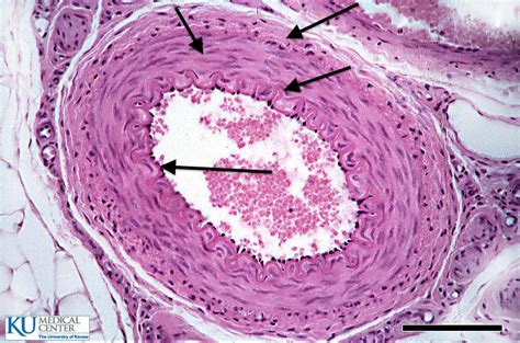 Histology Lab Final at Washburn University - StudyBlue