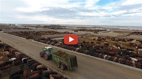 Misttreuen in Linden Alberta Kanada.bei Klassen Feedlot mit einer maximalen Kapazität von 8000 ...