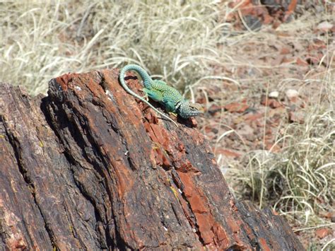 Petrified Forest National Park: Fossils, Petroglyphs and the Painted Desert - KarsTravels