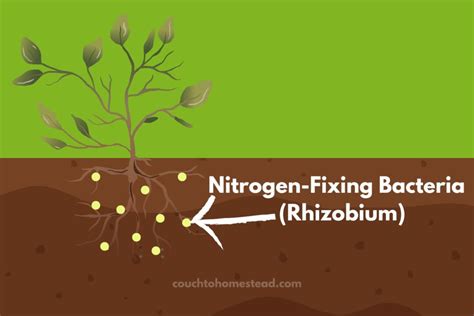 50+ Nitrogen-Fixing Plants (Trees, Shrubs, Flowers, & More) – Couch to Homestead