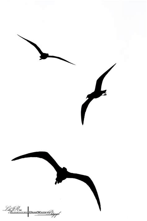 Seagull Silhouette at GetDrawings | Free download