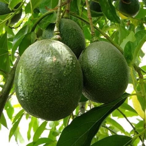 Reed Avocado | C&J Gardening Center