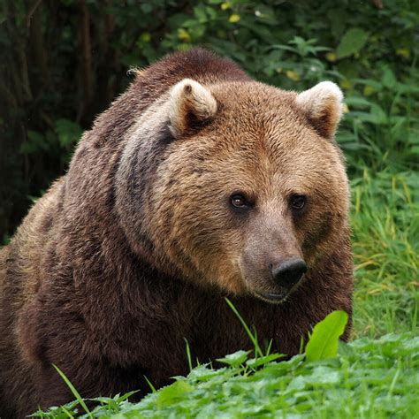 Quando e perché gli orsi attaccano l'uomo (e cosa fare in caso di ...