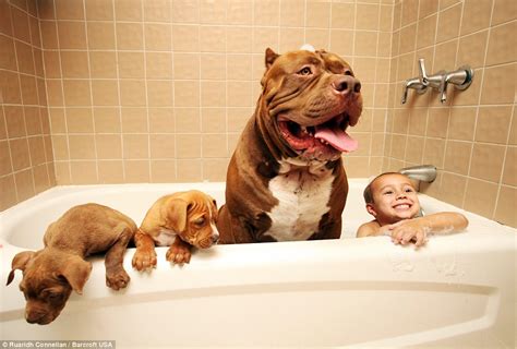 Hulk the world's biggest pitbull cuddles up to his litter of puppies which are worth £300,000 ...