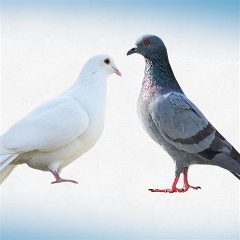 Pigeons Vs. Doves: What's The Difference? | Pigeon vs dove, Homing pigeons, Dove pigeon