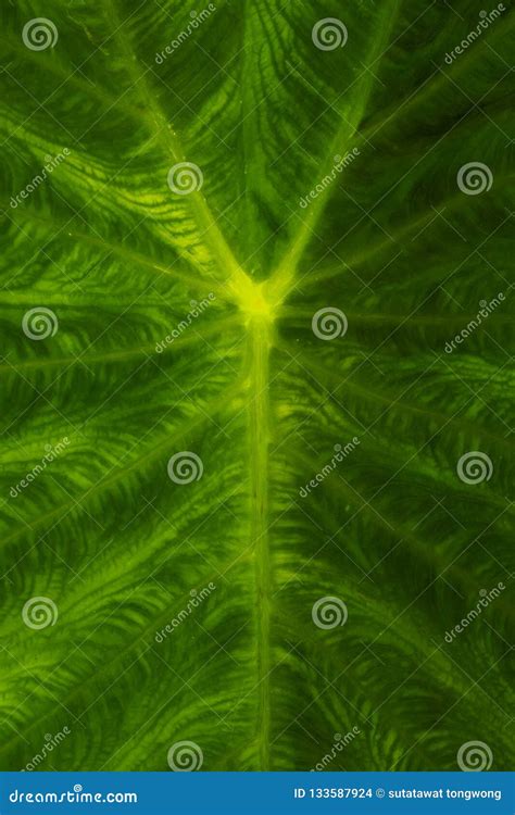 Background of Cocoyam Leaves Stock Photo - Image of natural, plant ...