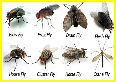 What might Gnats, Fruitflies, Furniture, and Shoes mean in a dream ...