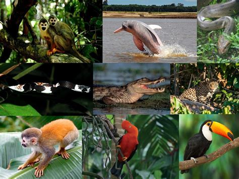 Parque Natural Amacayacu: Maravilla Colombiana | Parques naturales, Parques, Bosques húmedos